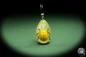 Preview: Podontia lutea (13857) a gem from Acrylic from China | Nature jewelry | From Acrylic