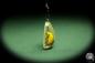 Preview: Podontia lutea (13857) a gem from Acrylic from China | Nature jewelry | From Acrylic