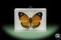 Preview: Euphaedra ruspina (13973) a butterfly from Africa | Taxidermy | Butterflies