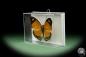 Preview: Euphaedra ruspina (13973) a butterfly from Africa | Taxidermy | Butterflies