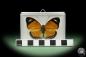 Preview: Euphaedra ruspina (13973) a butterfly from Africa | Taxidermy | Butterflies