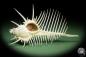 Preview: Murex pecten (14046) a snail from Philippines | Conchylia | Snails