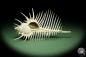 Preview: Murex pecten (14048) eine Schnecke aus Philippinen | Conchylien | Schnecken