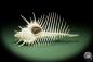 Preview: Murex pecten (14051) a snail from Philippines | Conchylia | Snails