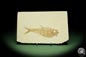 Preview: Knightia spec. (14060) a fish from USA | Fossils | Fishes