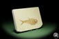 Preview: Knightia spec. (14060) a fish from USA | Fossils | Fishes