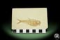 Preview: Knightia spec. (14060) a fish from USA | Fossils | Fishes