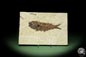 Preview: Knightia spec. (14062) a fish from USA | Fossils | Fishes