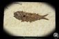 Preview: Knightia spec. (14062) a fish from USA | Fossils | Fishes