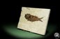 Preview: Knightia spec. (14062) ein Fisch aus USA | Fossilien | Fische