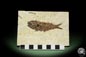 Preview: Knightia spec. (14062) a fish from USA | Fossils | Fishes