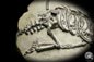 Preview: Claudiosaurus germaini (14196) a vertebrate from Madagascar | Fossils | Vertebrates