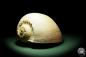 Preview: Melo broderipii (14309) a snail from Indo-Pacific | Conchylia | Snails