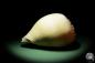 Preview: Melo broderipii (14309) a snail from Indo-Pacific | Conchylia | Snails