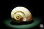 Preview: Melo broderipii (14309) a snail from Indo-Pacific | Conchylia | Snails