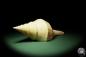 Preview: Syrinx aruana (14315) a snail from Northern Australia | Conchylia | Snails