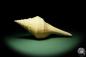 Preview: Syrinx aruana (14315) a snail from Northern Australia | Conchylia | Snails