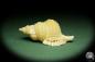 Preview: Distorsio reticularis (14451) a snail from Philippines | Conchylia | Snails