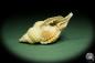 Preview: Distorsio reticularis (14452) a snail from Philippines | Conchylia | Snails