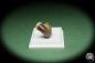 Preview: Rhiostoma hainesi (14461) a snail from Southern Thailand | Conchylia | Snails