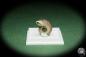 Preview: Rhiostoma hainesi (14466) a snail from Southern Thailand | Conchylia | Snails