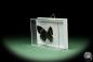 Preview: Diaethria eluina lidwina (14508) a butterfly from South America | Taxidermy | Butterflies