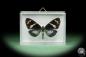 Preview: Hypocrita plagifera (14510) a butterfly from South America | Taxidermy | Butterflies