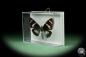 Preview: Hypocrita plagifera (14510) a butterfly from South America | Taxidermy | Butterflies