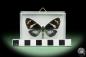 Preview: Hypocrita plagifera (14510) a butterfly from South America | Taxidermy | Butterflies