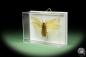 Preview: Pseudophoraspis spec. (14549) a insect from Southeast Asia | Taxidermy | Other Insects