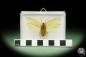 Preview: Pseudophoraspis spec. (14549) a insect from Southeast Asia | Taxidermy | Other Insects