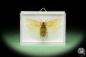 Preview: Pseudophoraspis spec. (14550) a insect from Southeast Asia | Taxidermy | Other Insects