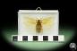 Preview: Pseudophoraspis spec. (14550) a insect from Southeast Asia | Taxidermy | Other Insects