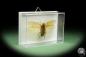 Preview: Pseudophoraspis spec. (14552) a insect from Southeast Asia | Taxidermy | Other Insects