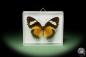 Preview: Cethosia cyane (14735) a butterfly from Southeast Asia | Taxidermy | Butterflies