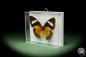 Preview: Cethosia cyane (14735) a butterfly from Southeast Asia | Taxidermy | Butterflies