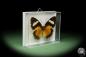 Preview: Cethosia cyane (14735) a butterfly from Southeast Asia | Taxidermy | Butterflies