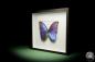 Preview: Morpho didius ein Schmetterling
