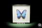 Preview: Morpho didius ein Schmetterling