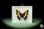 Preview: Doxocopa laure (14900) a butterfly from Central America | Taxidermy | Butterflies