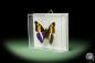 Preview: Doxocopa laure (14900) a butterfly from Central America | Taxidermy | Butterflies