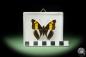 Preview: Doxocopa laure (14900) a butterfly from Central America | Taxidermy | Butterflies