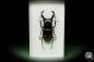 Preview: Hexarthrius parryi (14932) a beetle from Indonesia | Taxidermy | Beetles