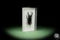 Preview: Hexarthrius parryi (14932) a beetle from Indonesia | Taxidermy | Beetles