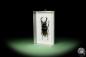 Preview: Hexarthrius parryi (14934) a beetle from Indonesia | Taxidermy | Beetles