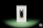 Preview: Hexarthrius parryi (14935) a beetle from Indonesia | Taxidermy | Beetles