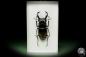 Preview: Hexarthrius parryi (14935) a beetle from Indonesia | Taxidermy | Beetles