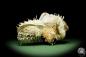 Preview: Spondylus variegatus auf Modiolus philippinarum a shell