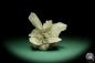 Preview: Gypsum XX (15045) a mineral from Germany | Minerals | From Germany