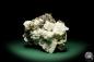 Preview: Muscovite XX to Albite XX (15053) a mineral from South America | Minerals | Global